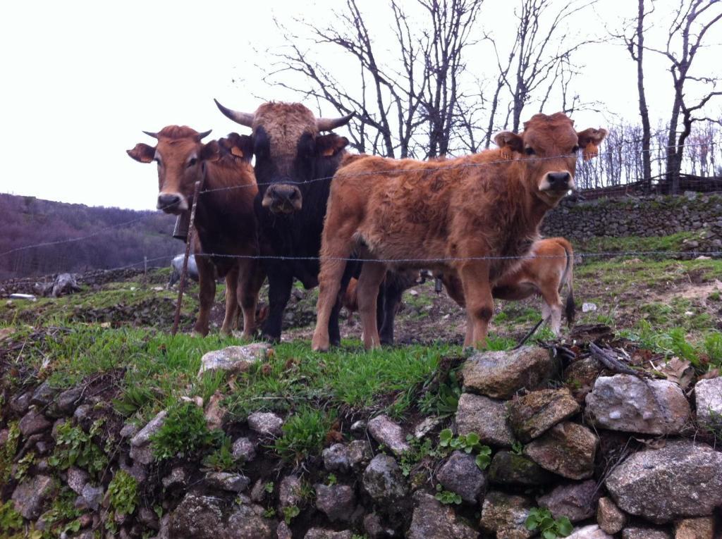 Casa Rural Sierra De Tormantos Guijo de Santa Bárbara Εξωτερικό φωτογραφία