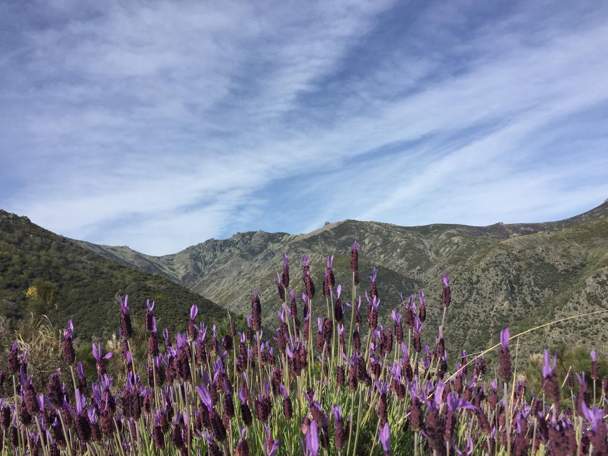 Casa Rural Sierra De Tormantos Guijo de Santa Bárbara Εξωτερικό φωτογραφία